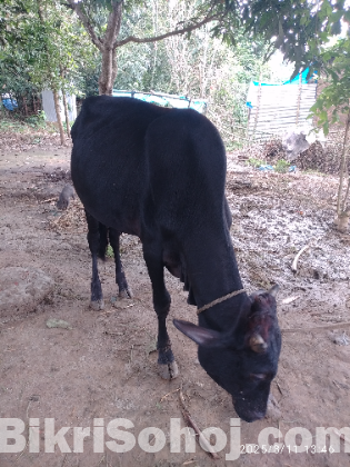 দেশী গরু বিক্রি হবে